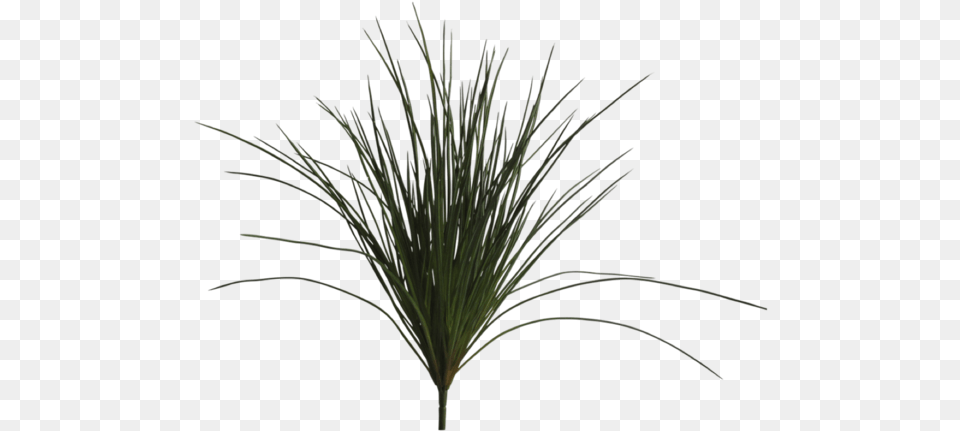 Sweet Grass, Plant, Tree, Potted Plant, Agavaceae Free Png