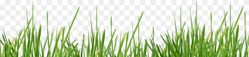 Sweet Grass, Lawn, Plant, Vegetation, Agropyron Free Transparent Png