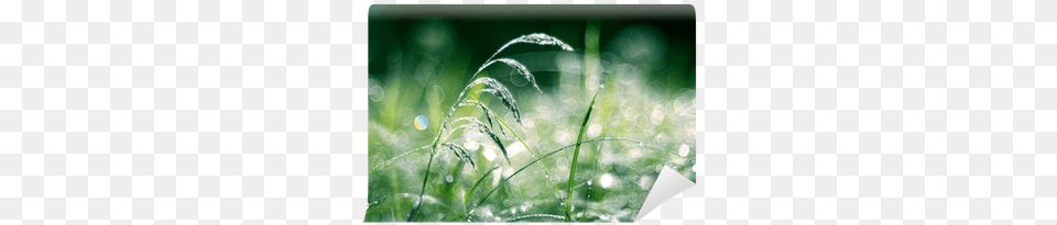 Sweet Grass, Droplet, Leaf, Plant, Outdoors Free Png Download