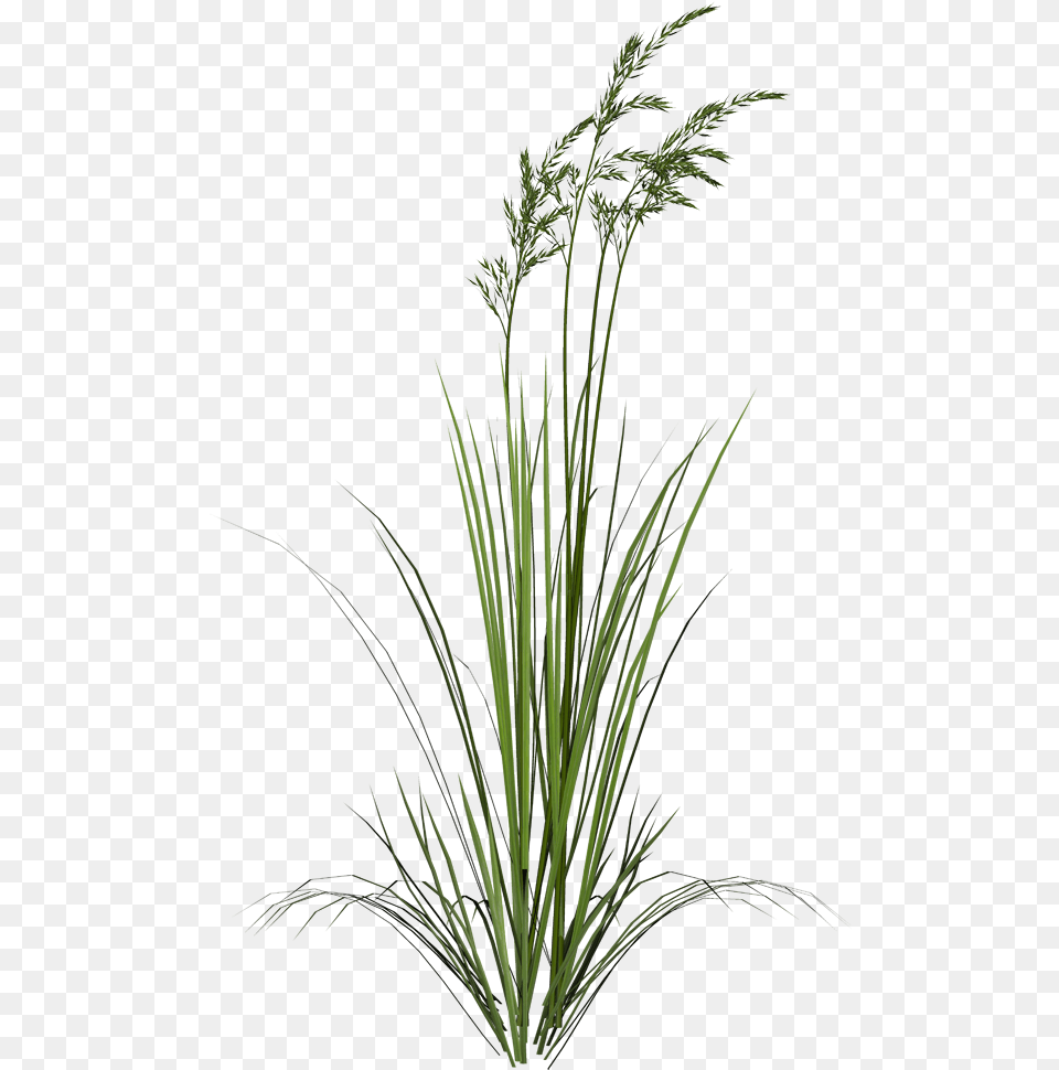 Sweet Grass, Plant, Reed, Flower Png Image