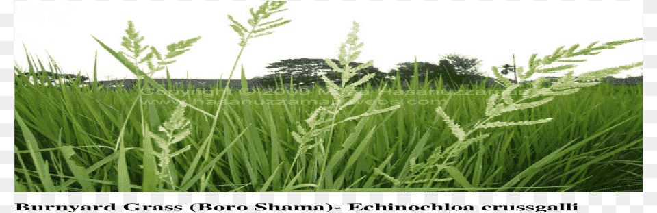 Sweet Grass, Vegetation, Plant, Field, Outdoors Free Png