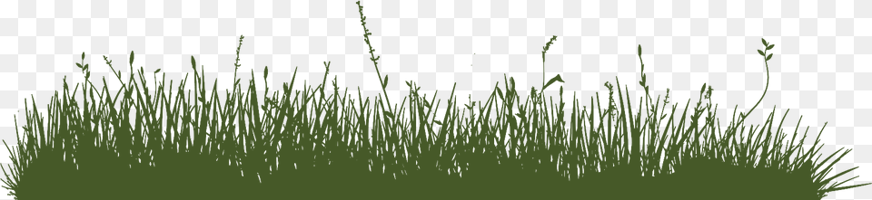 Sweet Grass, Plant, Vegetation, Agropyron Png