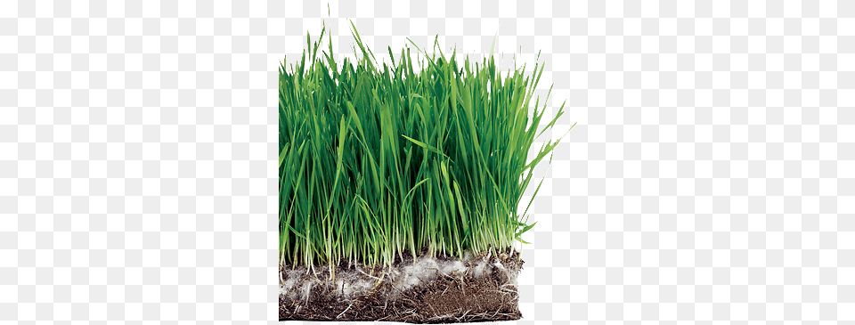Sweet Grass, Plant, Potted Plant, Soil, Vegetation Png Image