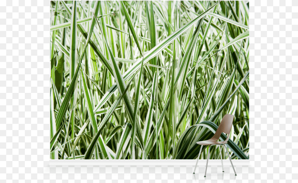 Sweet Grass, Chair, Furniture, Plant, Vegetation Png