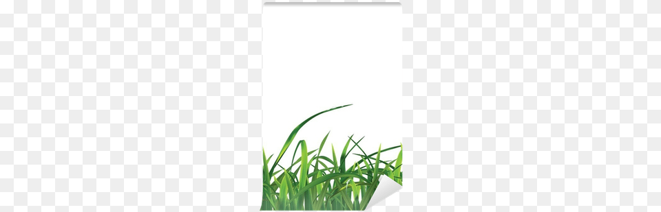 Sweet Grass, Lawn, Plant, Green, Vegetation Free Png