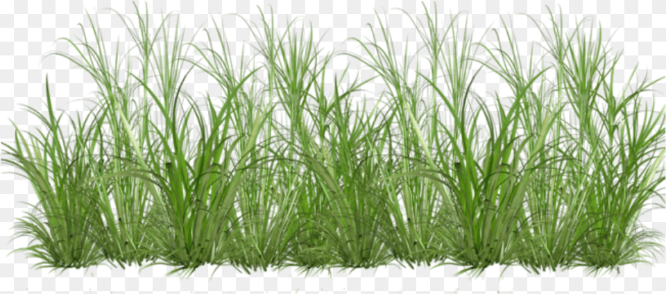 Sweet Grass Cartoon Clear Background Grass Transparent, Plant, Soil, Vegetation, Aquatic Free Png Download