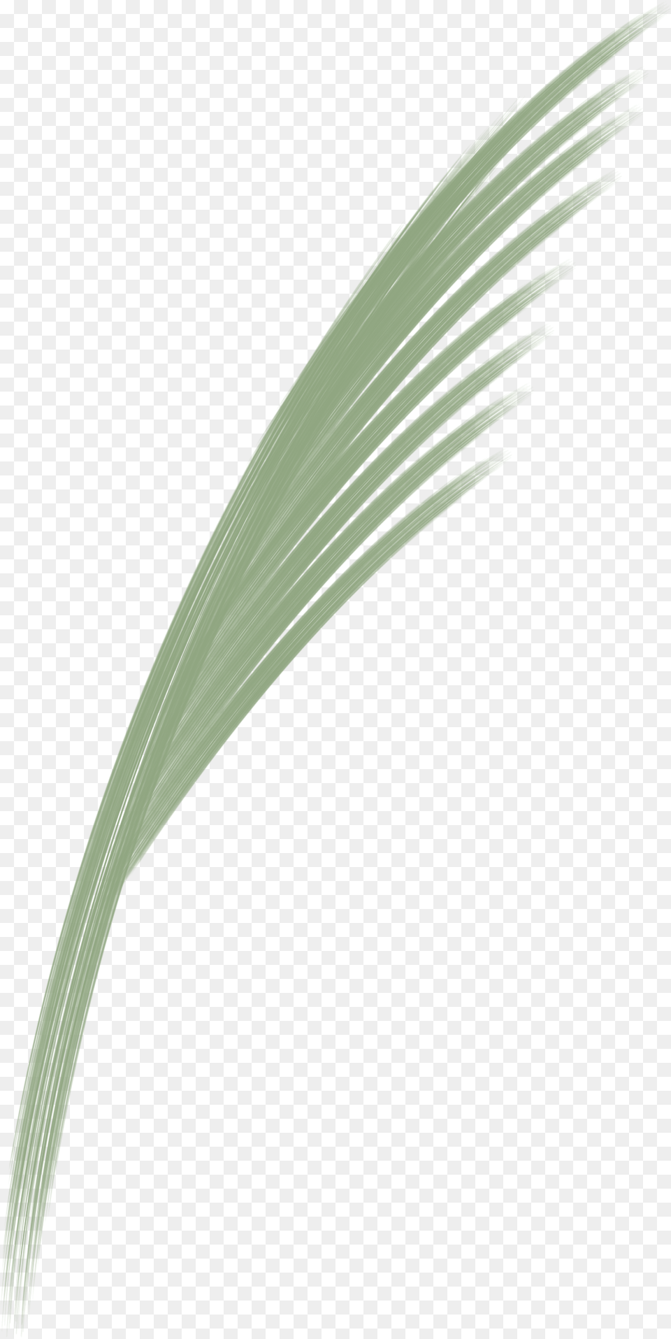 Sweet Grass Download Pond Pine, Plant, Reed, Animal, Bird Png Image