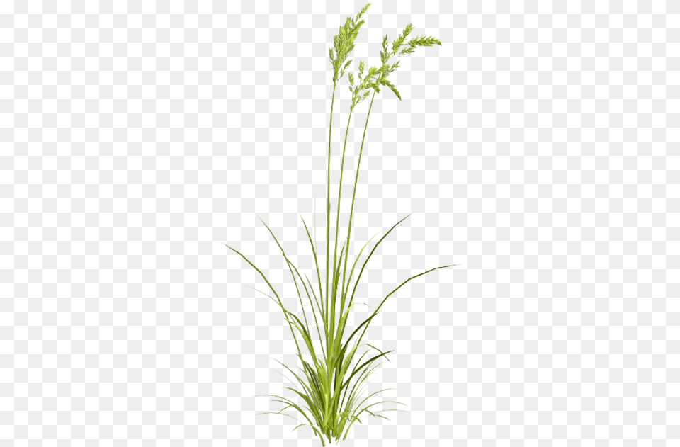 Sweet Grass Grasses Watercolor, Plant, Agropyron, Flower Png Image