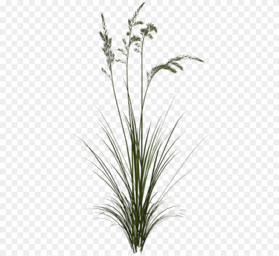Sweet Grass Images Background Long Herb, Plant, Agavaceae Free Png Download