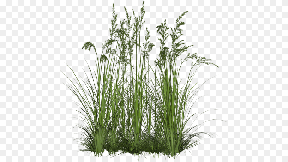 Sweet Grass Transparent Background Plant, Vegetation, Reed, Aquatic, Water Free Png Download