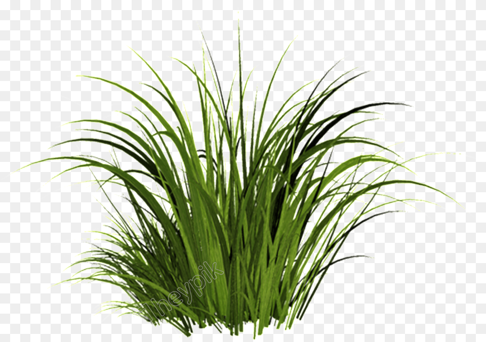Sweet Grass Transparent Grass, Plant, Vegetation, Potted Plant, Aquatic Free Png