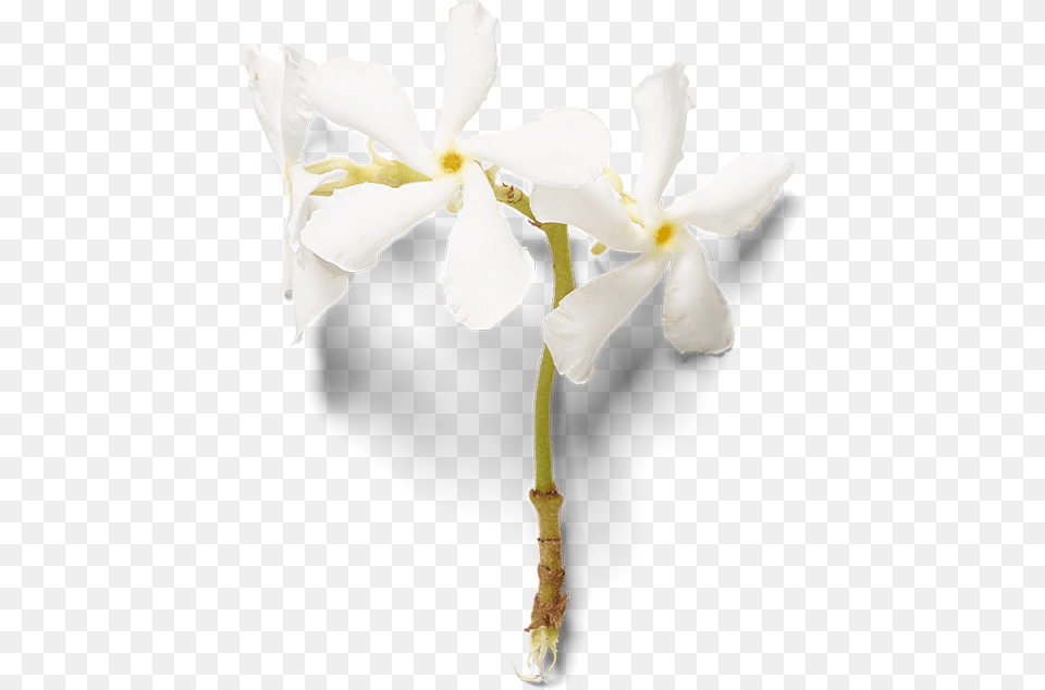 Sweet Jasmine Parfum Du0027interieur Artificial Flower, Plant, Petal, Orchid Free Transparent Png