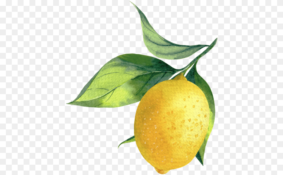 Sweet Lemon, Produce, Plant, Citrus Fruit, Food Png Image