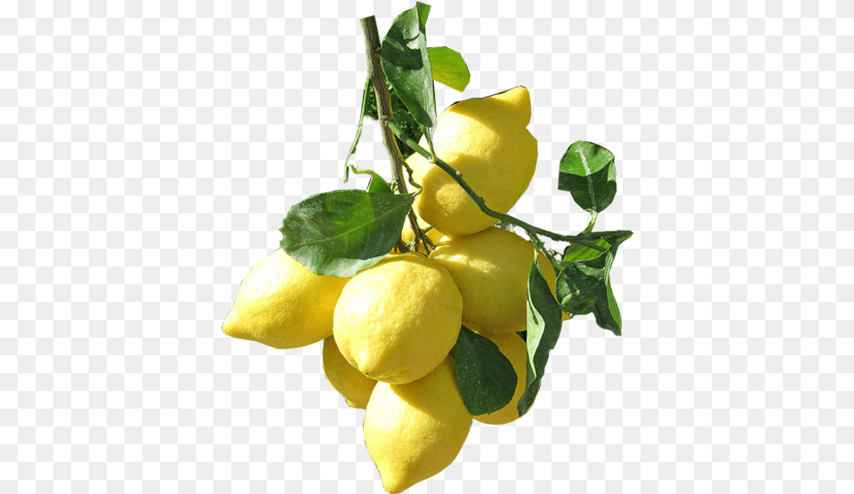 Sweet Lemon, Citrus Fruit, Food, Fruit, Plant Free Png