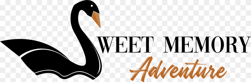 Sweet Memory Adventures Black Swan, Animal, Bird, Waterfowl, Text Png