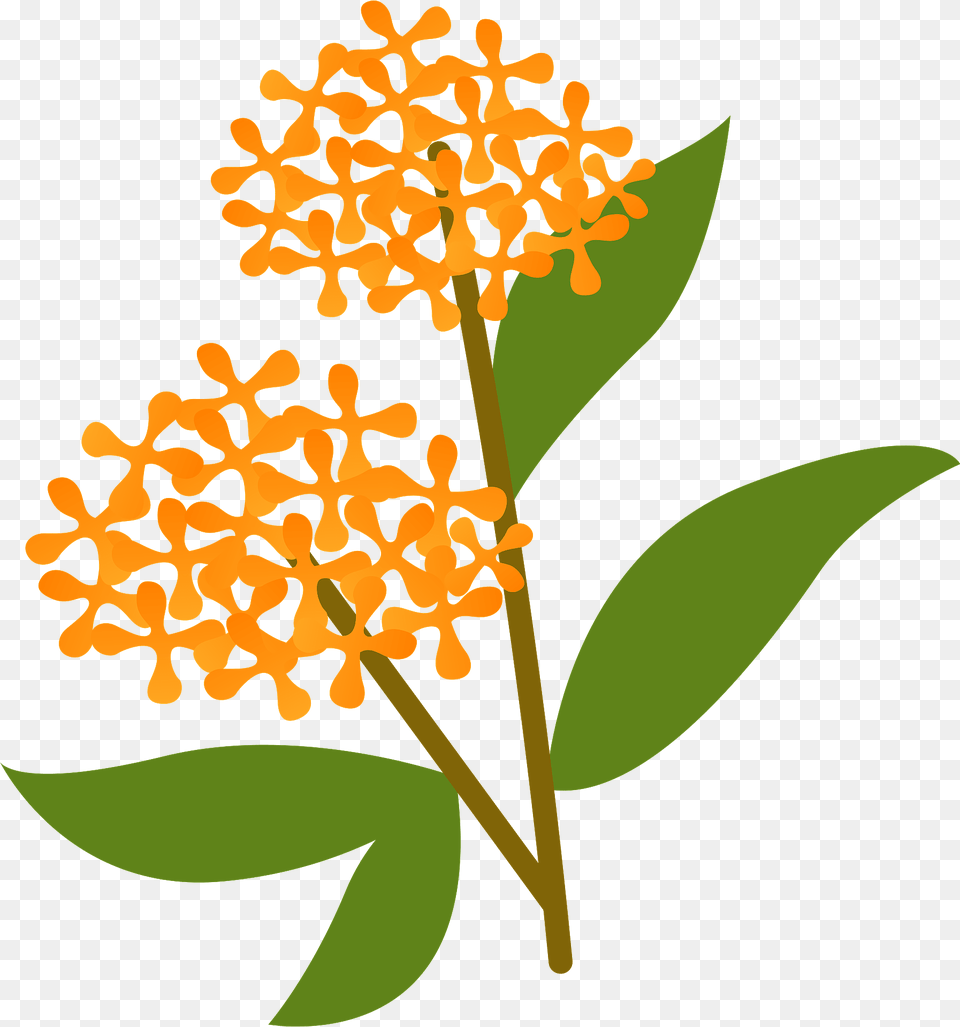 Sweet Osmanthus Clipart, Flower, Plant, Leaf, Apiaceae Free Png Download
