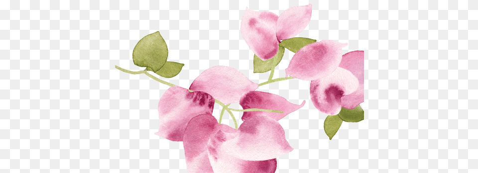 Sweet Pea, Flower, Petal, Plant, Orchid Free Png