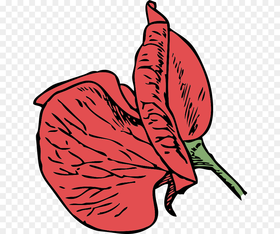 Sweet Pea Flower Clip Art, Petal, Plant, Adult, Female Free Png Download