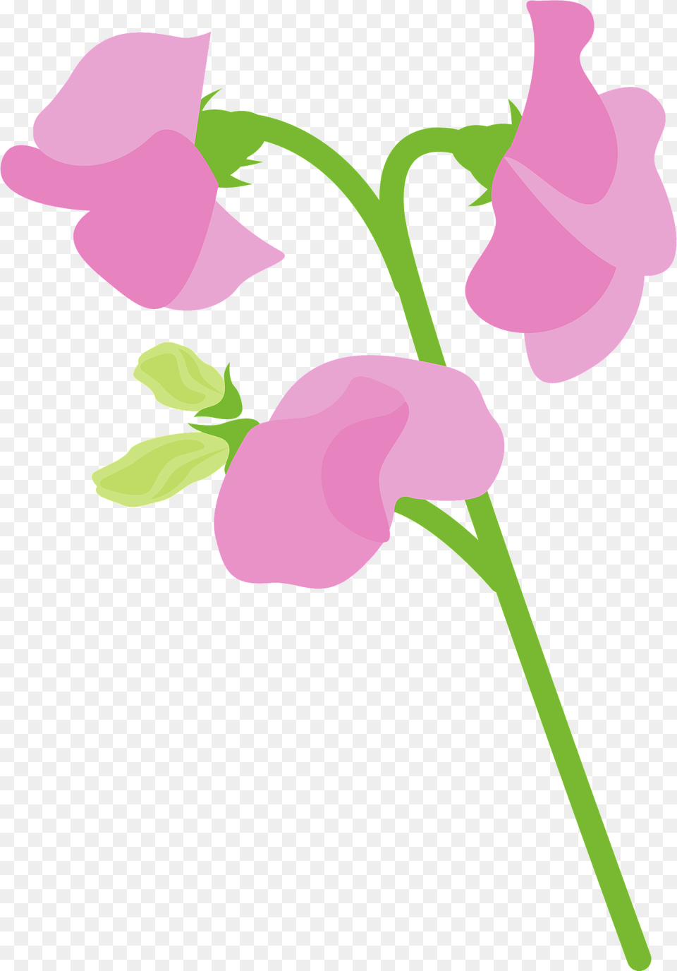 Sweet Pea Flower Clipart, Petal, Plant, Art, Graphics Png