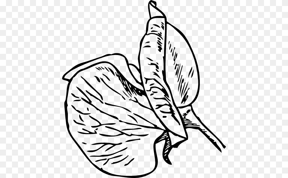 Sweet Pea Flower Sketch, Plant, Leaf, Art, Person Png Image