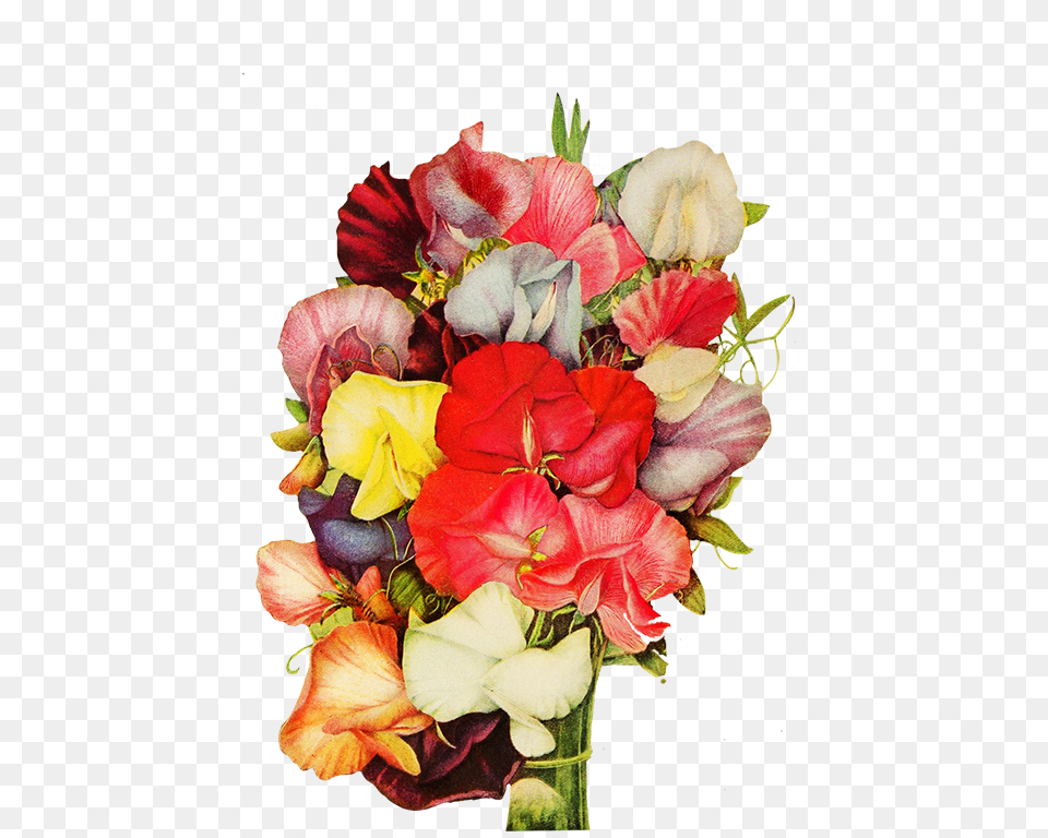 Sweet Pea Flowers Flower, Art, Floral Design, Flower Arrangement, Flower Bouquet Png Image