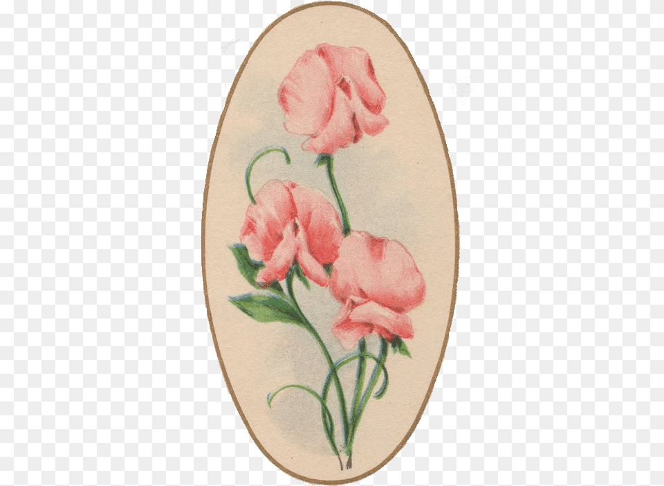 Sweet Pea Vintage Free Image Vintage Sweet Pea, Embroidery, Pattern, Flower, Plant Png