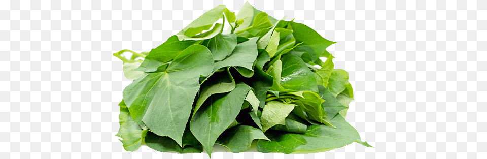 Sweet Potatoes Leaves, Leaf, Plant, Food, Leafy Green Vegetable Free Png Download