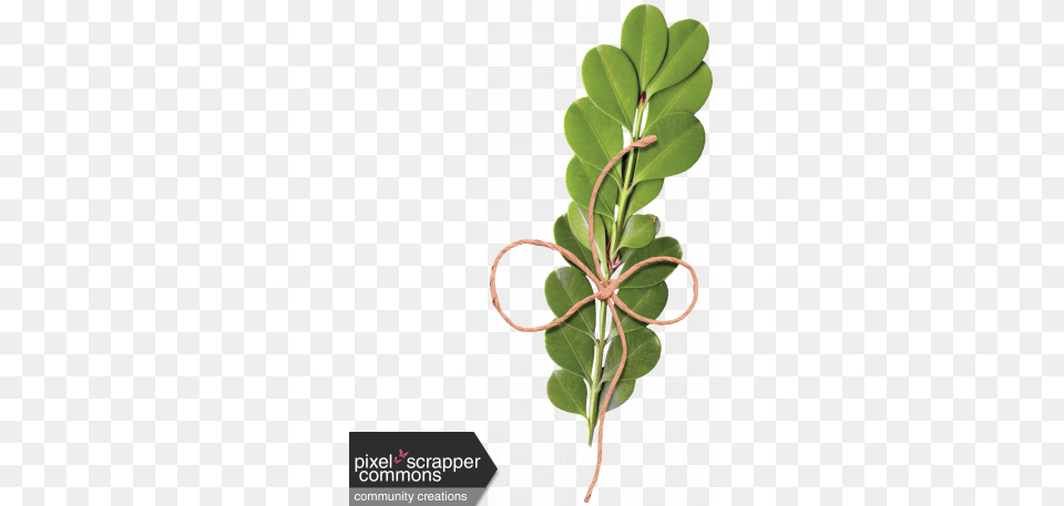 Sweet Spring Leafy Branch Digital Scrapbooking, Leaf, Plant, Herbal, Herbs Free Png