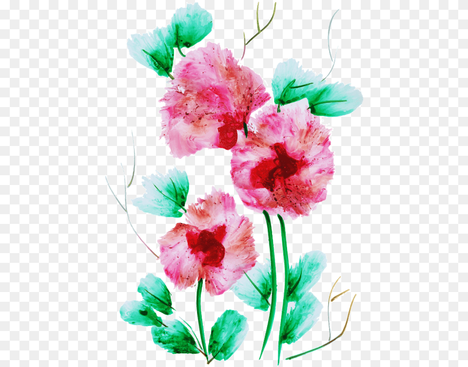 Sweet William, Carnation, Flower, Plant, Rose Free Png Download