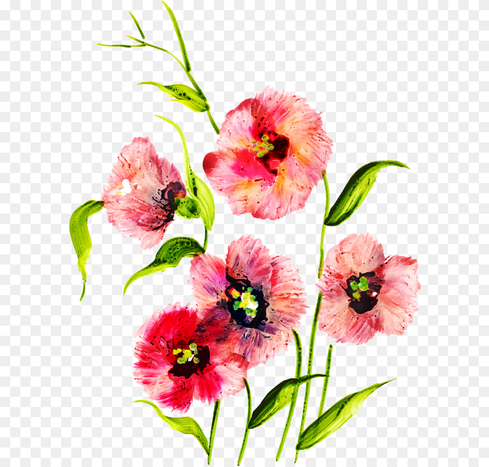 Sweet William, Flower, Plant, Anther, Rose Free Transparent Png
