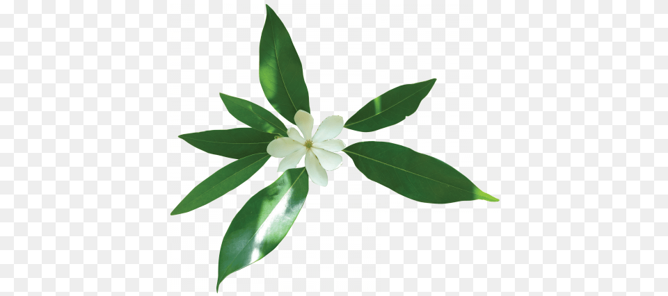 Sweetbay Magnolia, Leaf, Plant, Flower Png