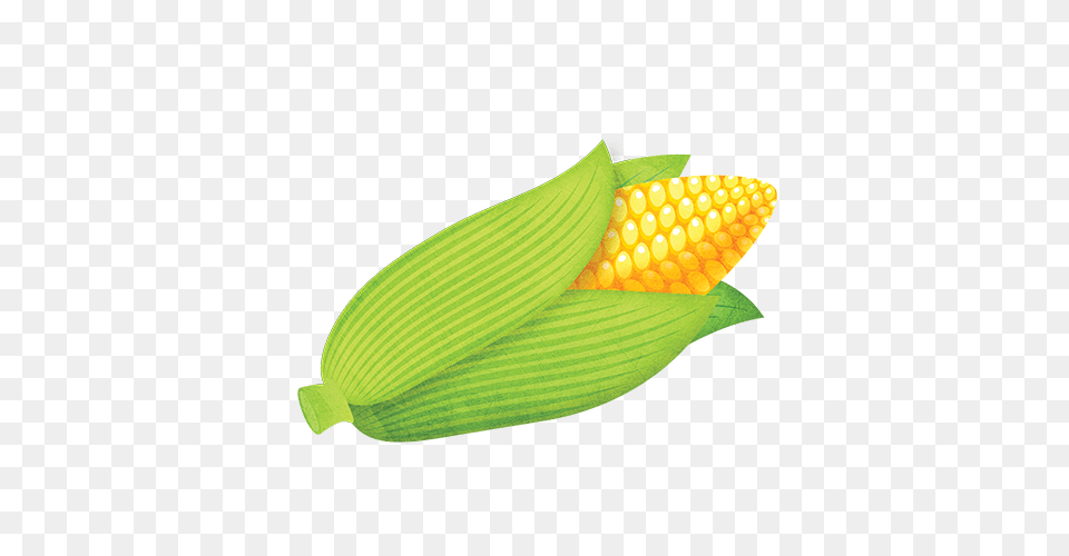 Sweetcorn Little Garden, Corn, Food, Grain, Plant Png