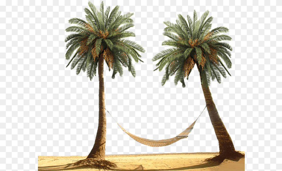 Sweeter Dreams Ramriddlz, Furniture, Palm Tree, Plant, Tree Free Png Download