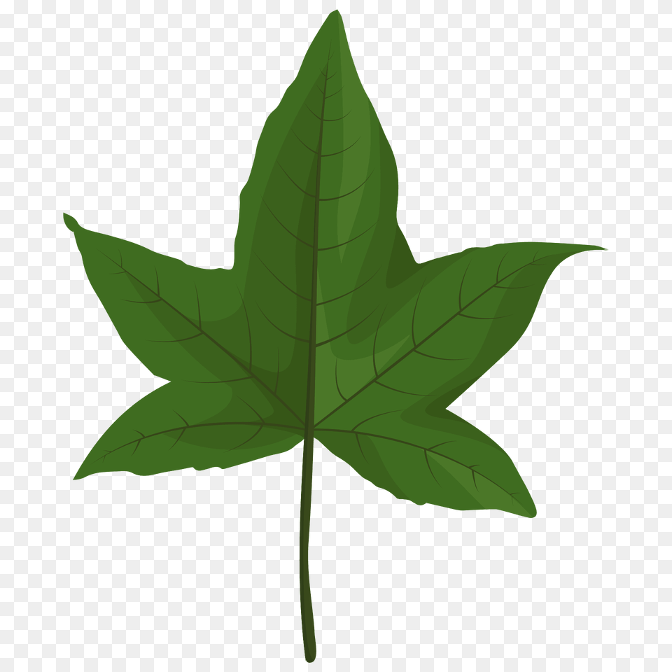 Sweetgum Green Leaf Clipart, Plant, Tree, Maple Leaf, Maple Png Image