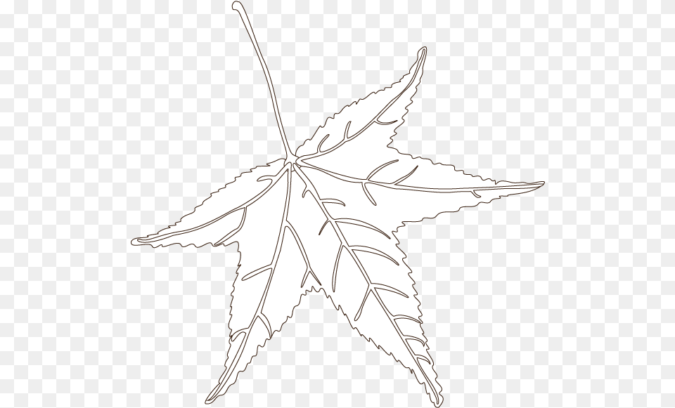 Sweetgum Leaf Maple Leaf, Plant, Maple Leaf, Tree Free Png