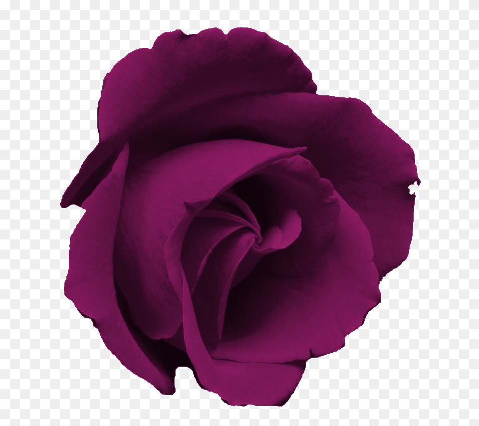 Sweetly Scrapped Flower Clip Art Images Purple Roses, Plant, Rose, Petal Free Png Download