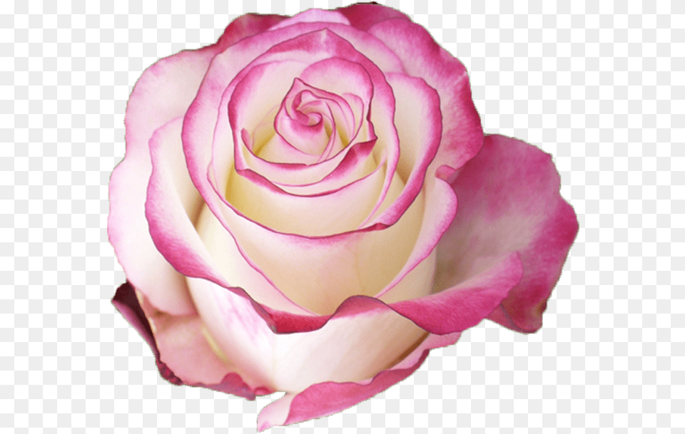 Sweetness Pink Rose With White Petals, Flower, Plant, Petal Free Png
