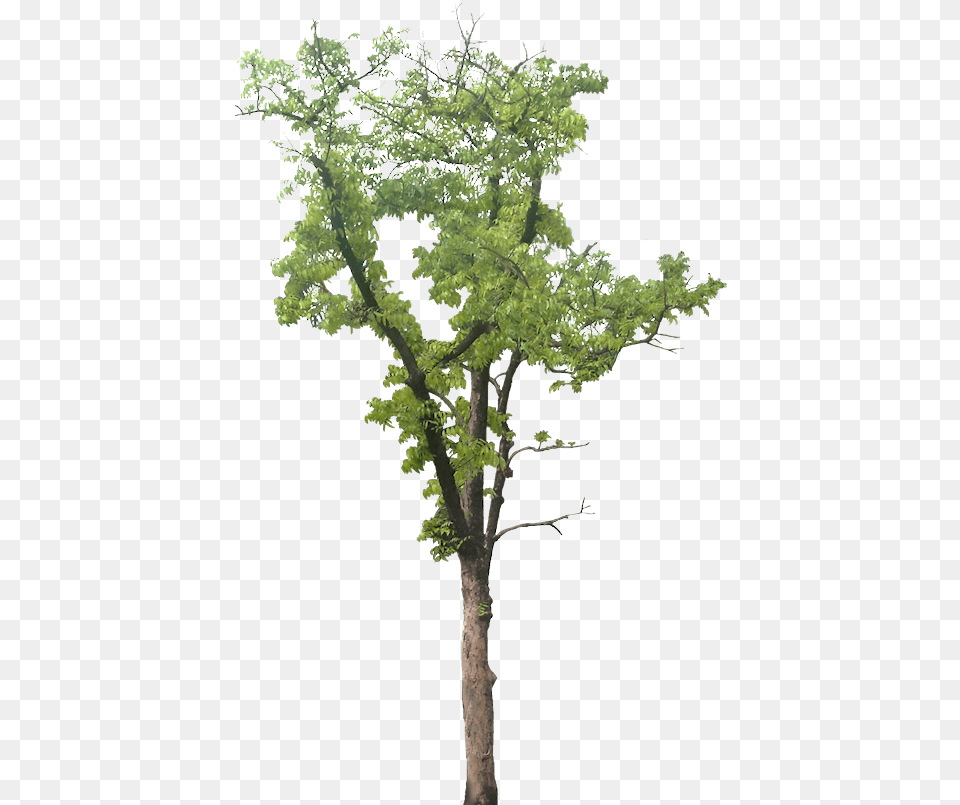Swietenia Mahagoni Macrophylla Stem Images Without Background, Plant, Tree, Tree Trunk, Oak Free Png