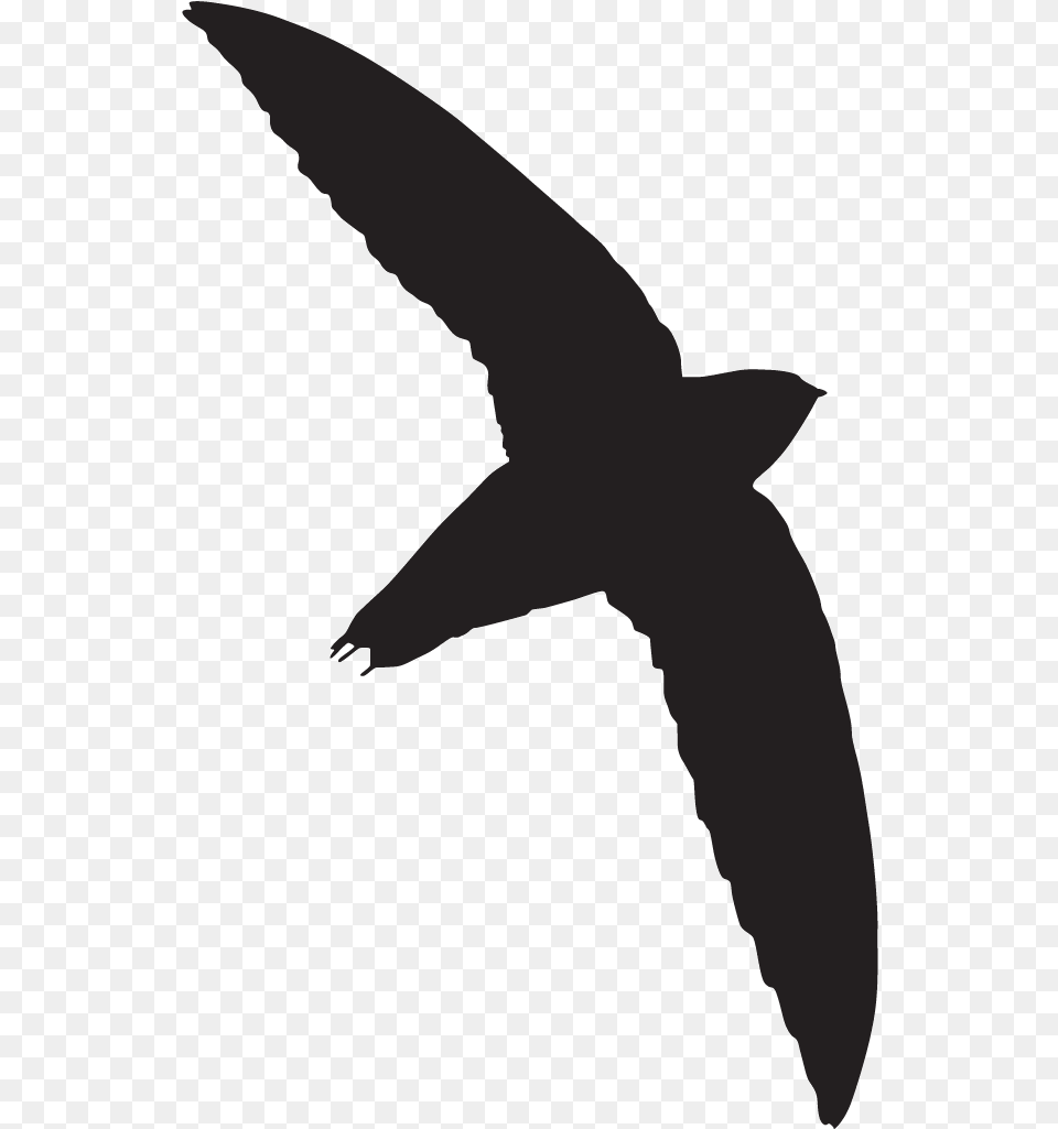 Swift Bird Transparent, Animal, Flying, Person, Swallow Free Png
