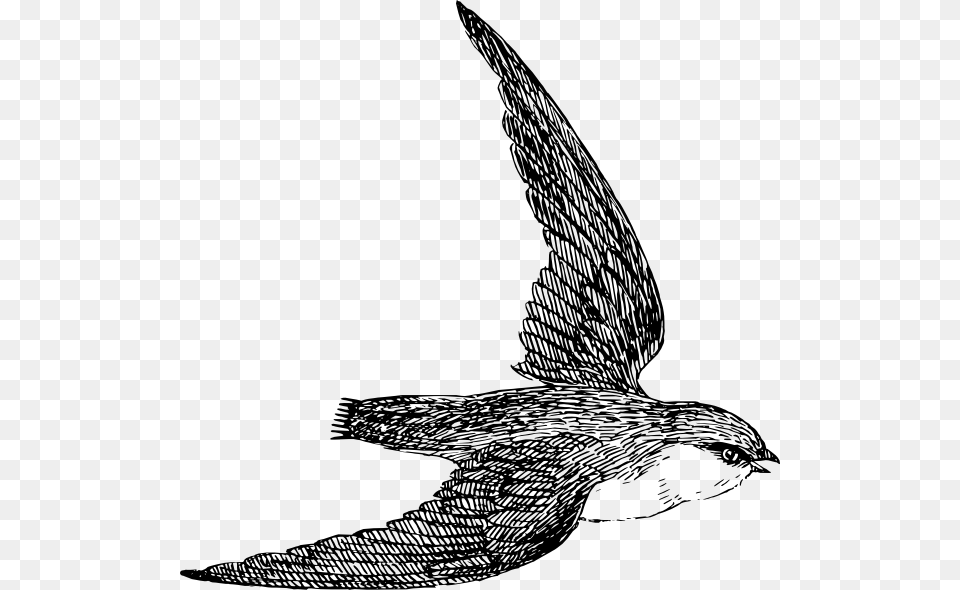 Swift Clip Art, Animal, Bird, Swallow, Person Png