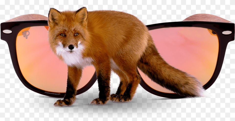 Swift Fox, Accessories, Sunglasses, Mammal, Animal Free Png Download