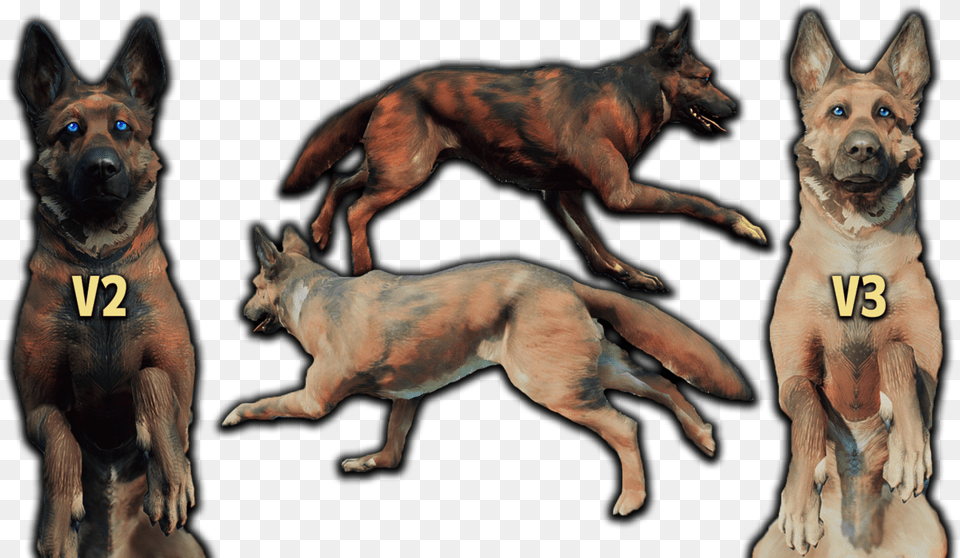 Swift Fox, Animal, Canine, Dog, Mammal Png