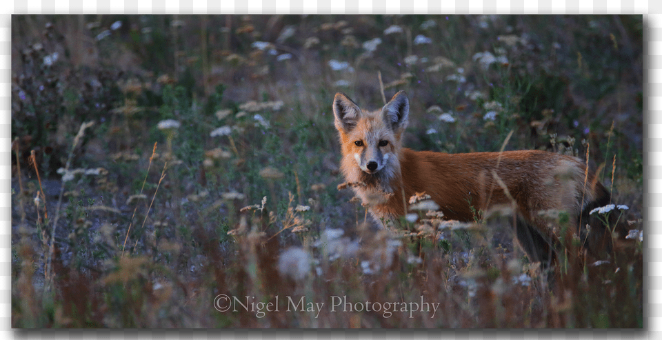 Swift Fox, Animal, Wildlife, Mammal, Kit Fox Free Png