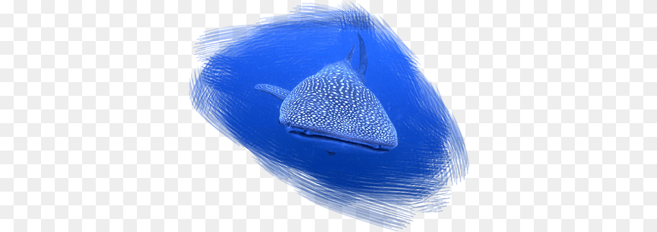Swim With The Largest Fish In The World Our Friendly Whale Shark, Animal, Sea Life Free Png