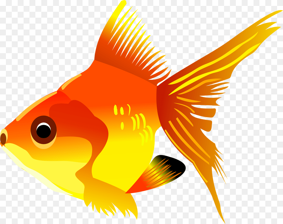 Swimmer Clipart Fish Golden Fish Clipart, Animal, Sea Life, Goldfish, Shark Free Png Download