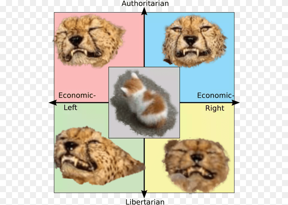 Swimming Cheetahs And No Talk Me Angry Cat Explain The Rage Against The Machine Political Compass, Animal, Cheetah, Mammal, Wildlife Free Transparent Png