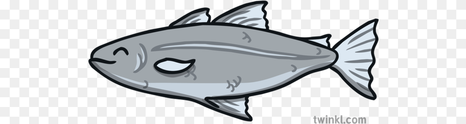 Swimming Fish Animated Tail Y2 Gymnastics Under The Sea Lesson 1 Capelin, Animal, Bonito, Sea Life, Tuna Png Image