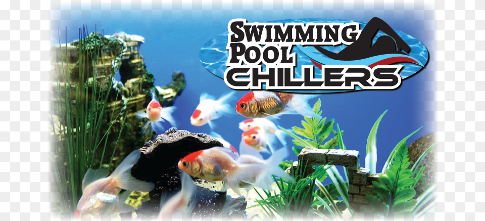 Swimming Transparent Aquarium, Water, Aquatic, Sea Life, Animal Free Png