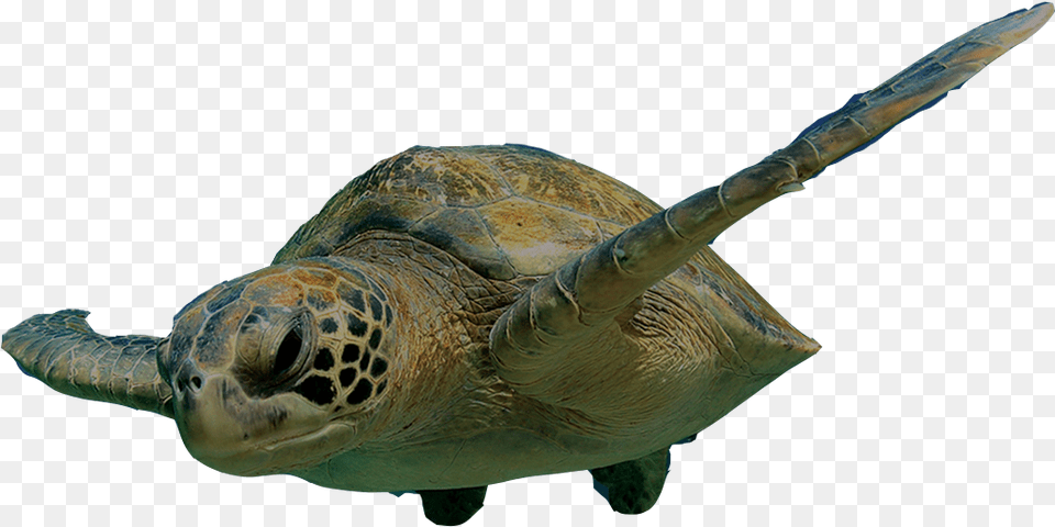 Swimming Turtle Clipart Turtle Swimming, Animal, Reptile, Sea Life, Sea Turtle Free Png Download