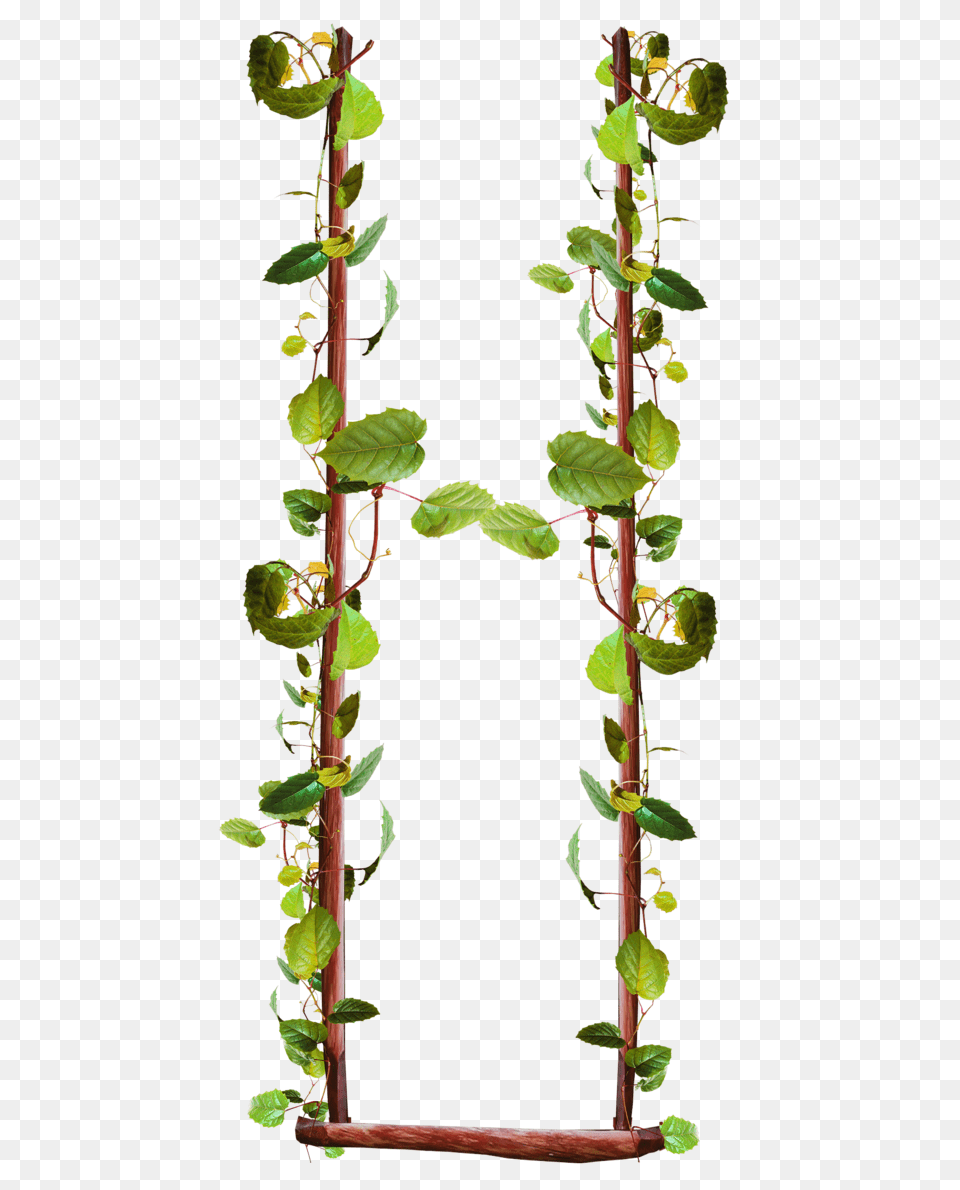 Swing, Plant, Vine, Leaf, Flower Png